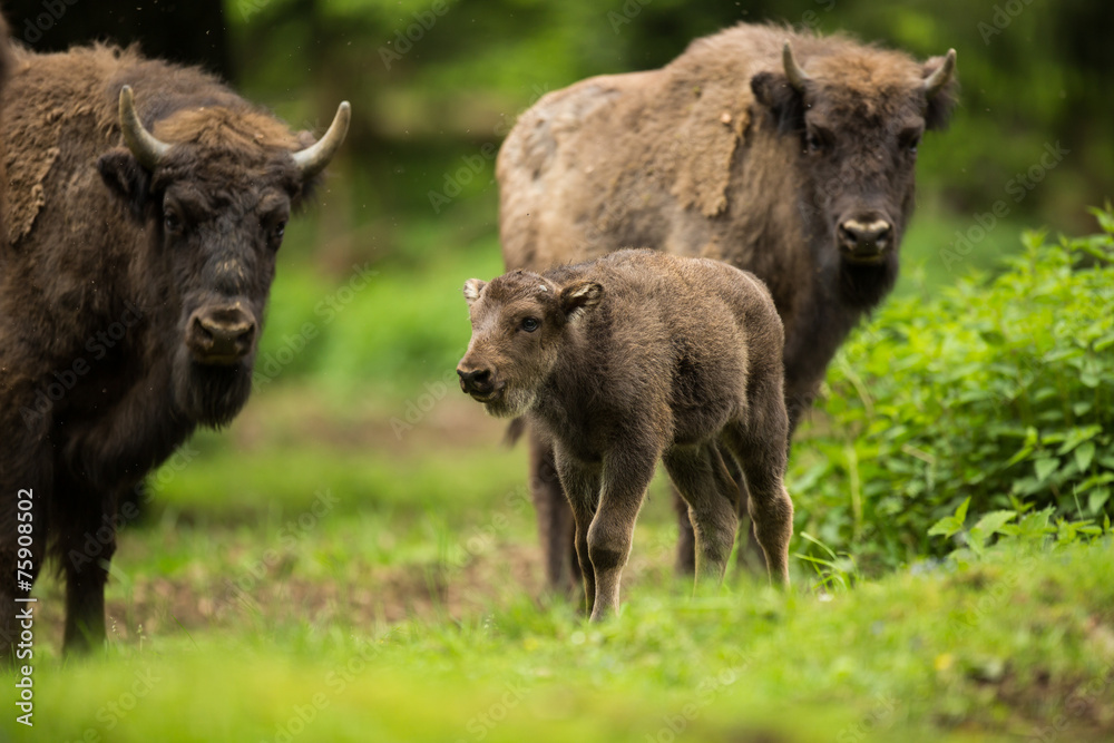 Fototapeta premium European bison (Bison bonasus)