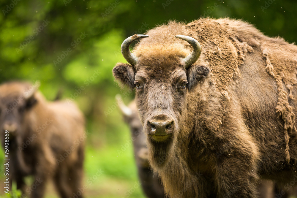 European bison (Bison bonasus)