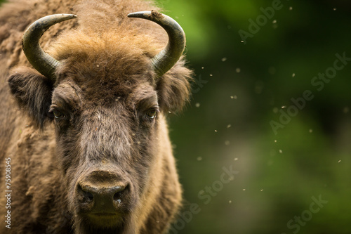Leinwand Poster European bison (Bison bonasus)