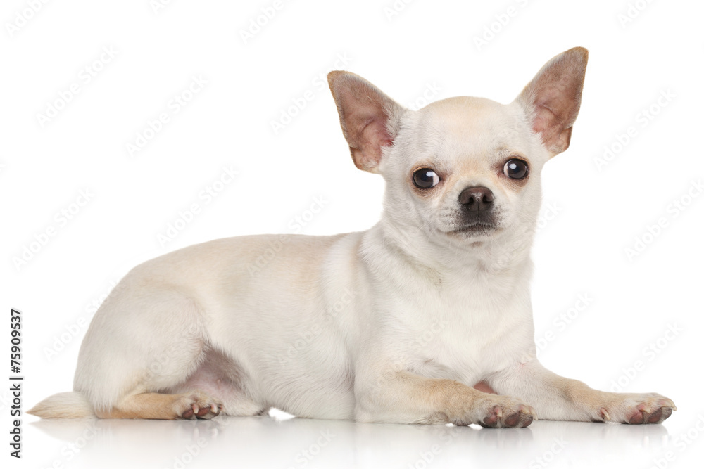 Chihuahua on white background