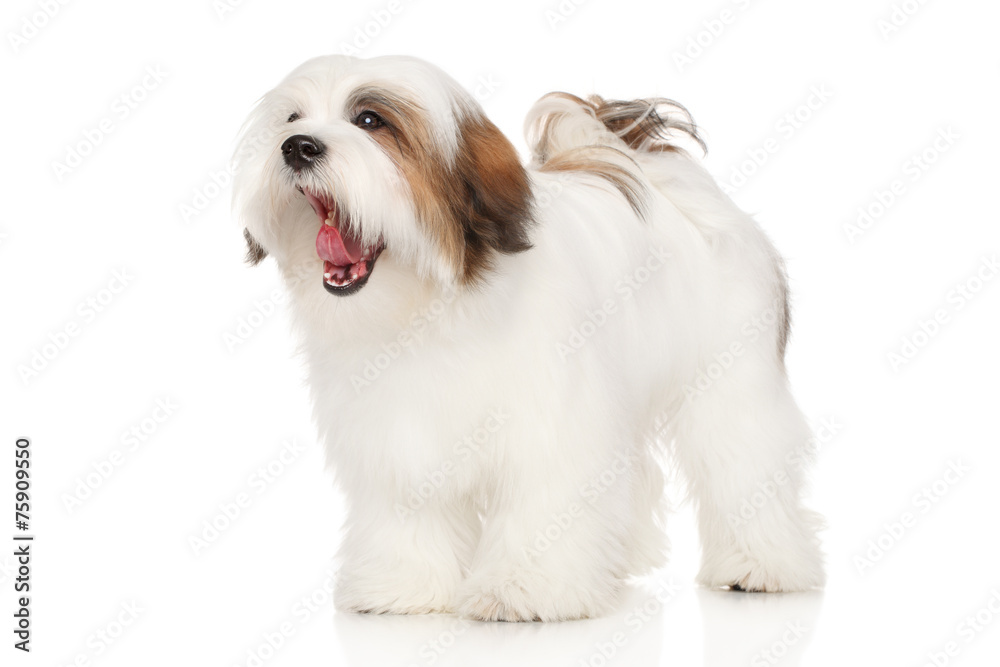 Lhasa Apso dog yawns
