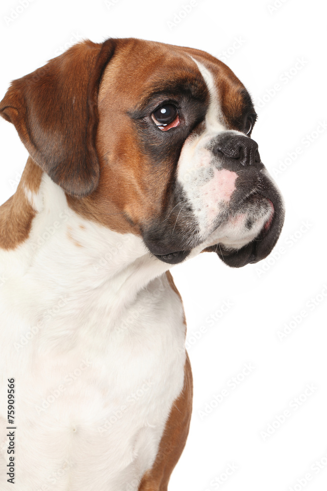 Boxer dog on isolated white background