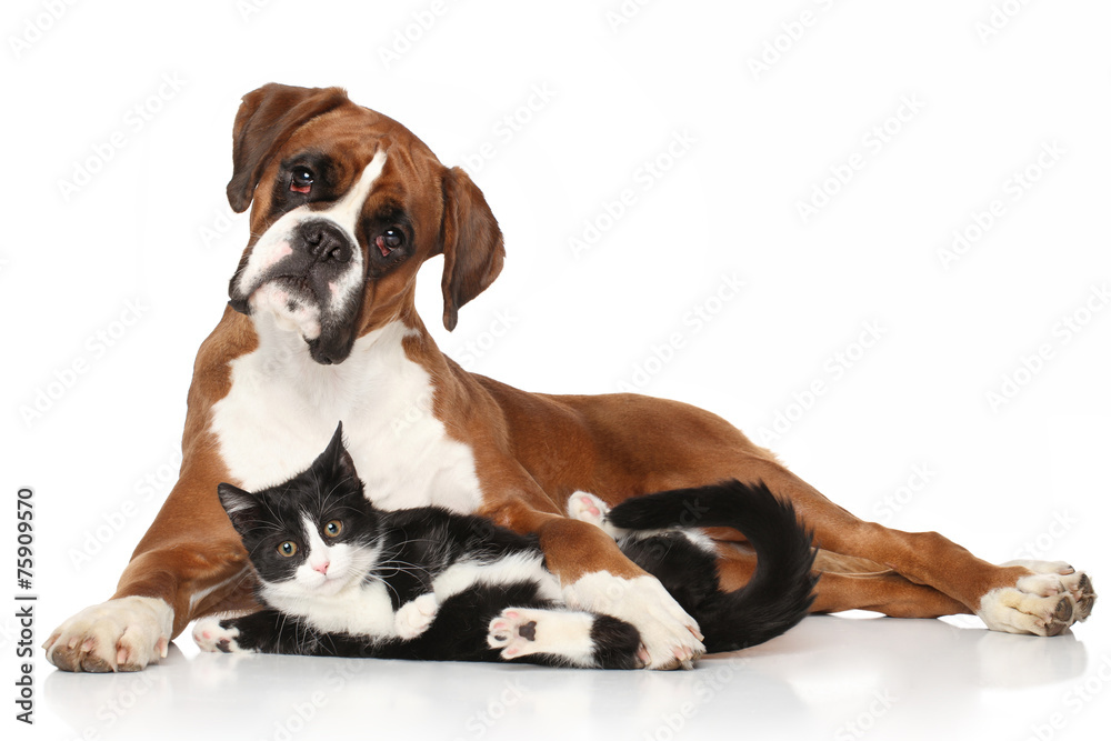 Fototapeta premium Cat and dog together lying on the floor