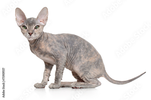Fototapeta Naklejka Na Ścianę i Meble -  Don Sphynx kitten