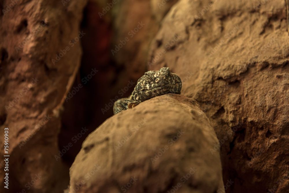 Lizard on the rock Lizard on the rock