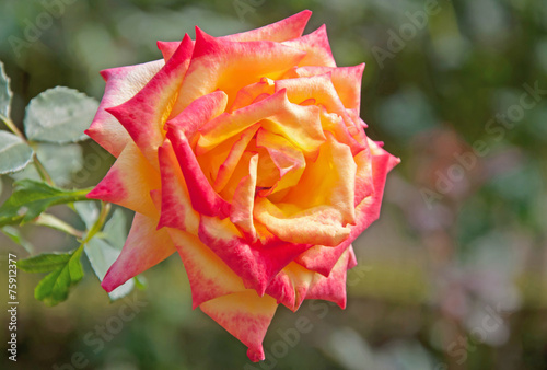 Photos Beautiful rose floewr