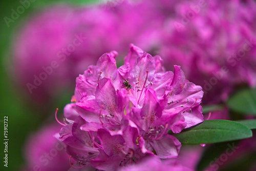 Rhododendron Blossoms