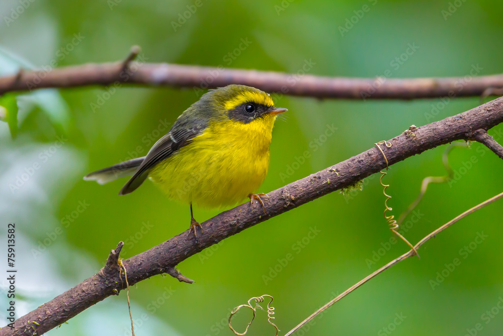 Yellow-bellied Fantail (Chelidorhynx hypoxantha) on the branch Yellow-bellied Fantail (Chelidorhynx hypoxantha) on the branch