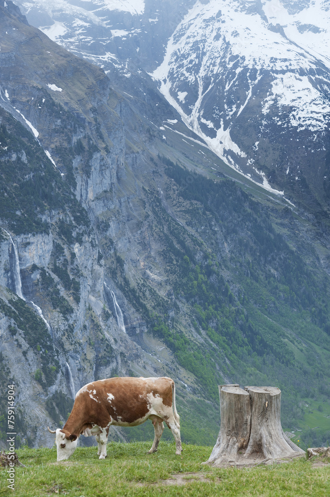 Cow in Lauterbrunnen valley, Switzerland