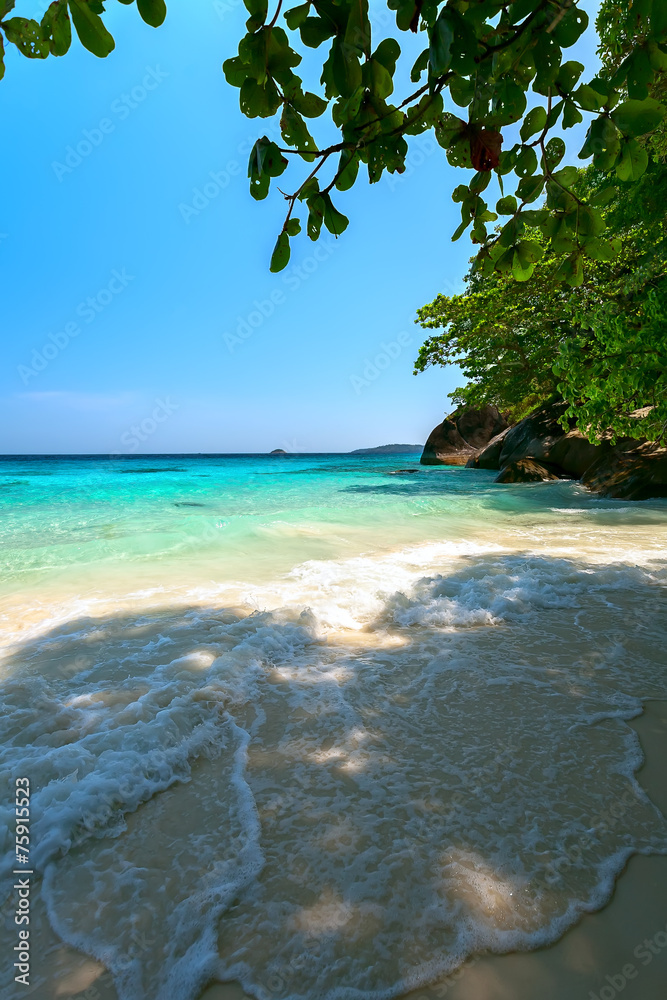 Obraz premium sandy beach tree sea