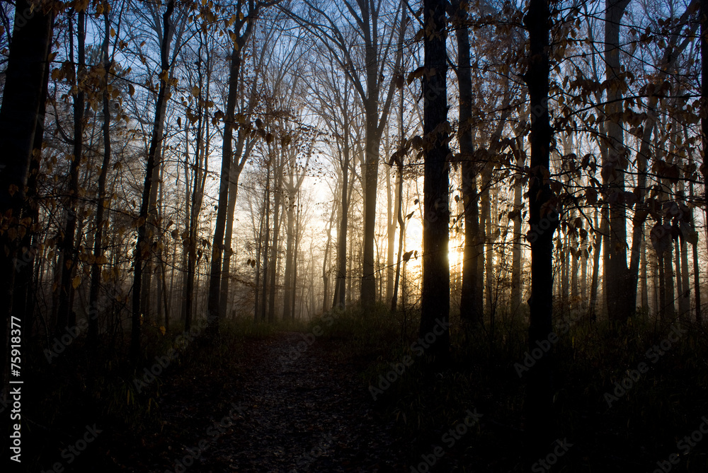 Fototapeta premium Foggy Path