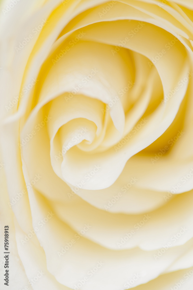 Close up of white rose Close up of white rose
