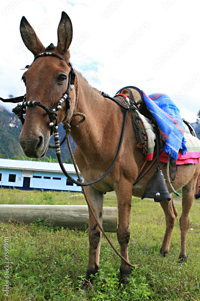 Donkey with Saddle Stock Photo | Adobe Stock