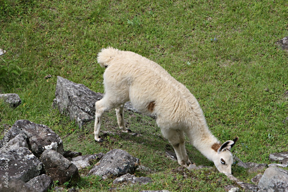 Fototapeta premium Machu Picchu Llama