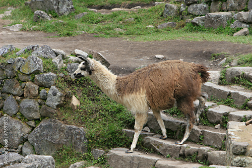 Machu Picchu Llama © deserttrends