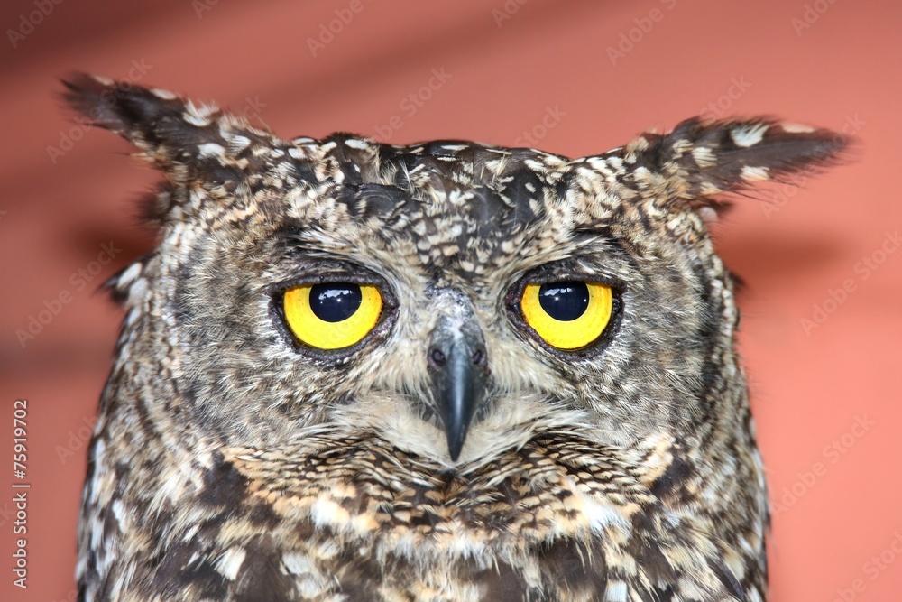 Obraz premium Eagle Owl Bird