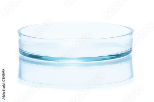 Bottom half of glass Petri dish