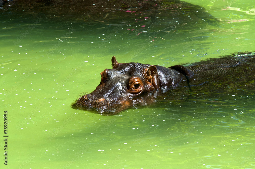Fototapeta premium Hipopótamo