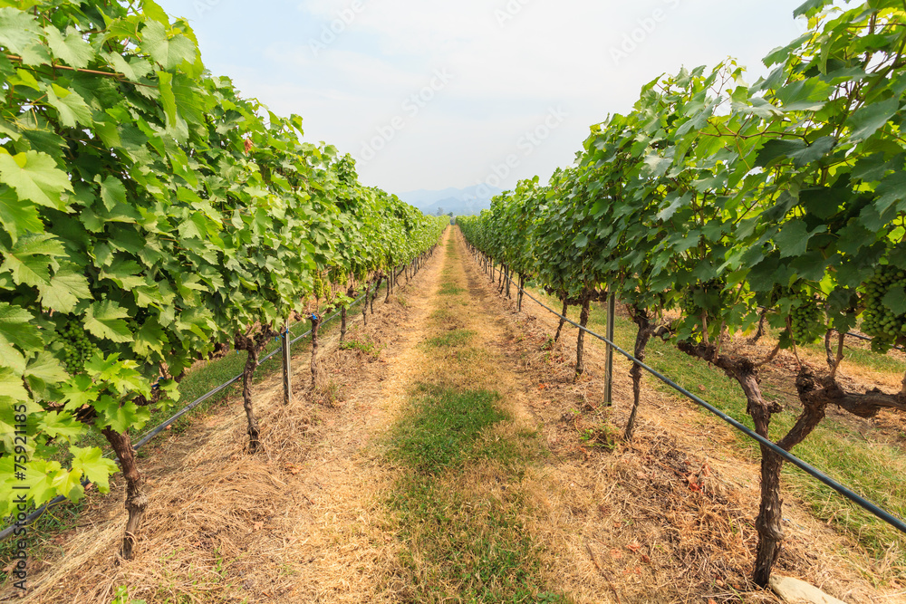 vineyard field in Thailand