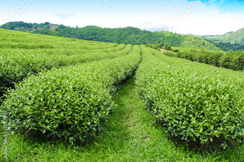 Tea Plantations © Thanrada H.