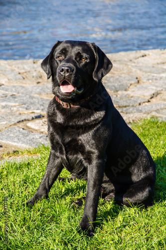 Labrador Dog Sitting on Grass with River Behind