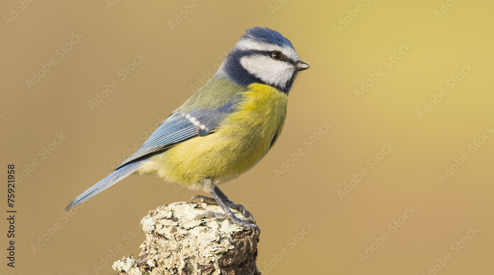 Naklejka premium Posado de herrerillo