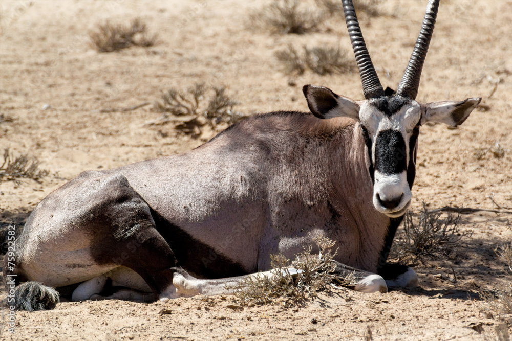 portrait of Gemsbok, Oryx gazella portrait of Gemsbok, Oryx gazella