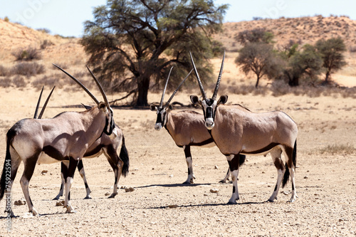 Gemsbok, Oryx gazella