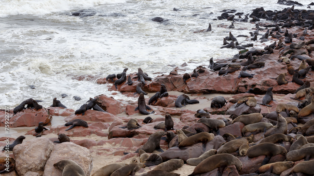 huge colony of Brown fur seal - sea lions in Namibia huge colony of Brown fur seal - sea lions in Namibia
