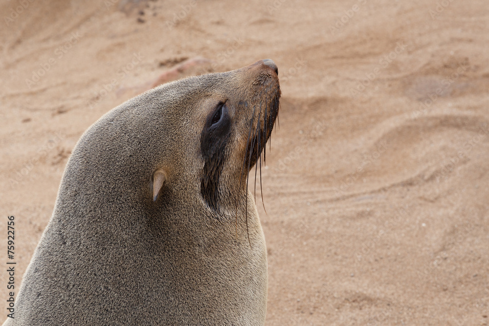 Obraz premium portrait of Brown fur seal - sea lions in Namibia