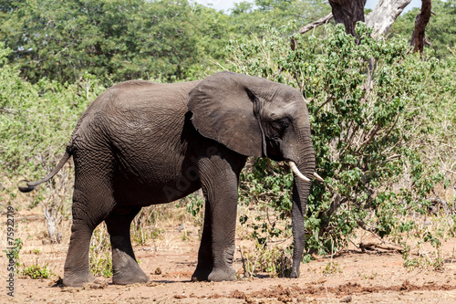 African Elephant in Chobe National Park