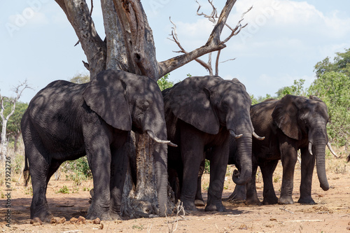 African Elephant in Chobe National Park