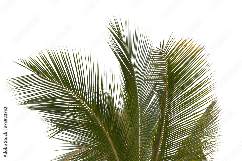 Fototapeta premium cime de cocotier sur fond blanc