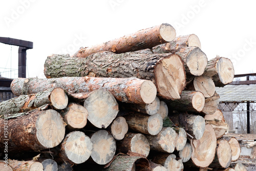 Freshly cut tree pine logs outdoors at winter