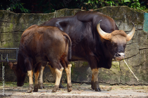 Family of gaur