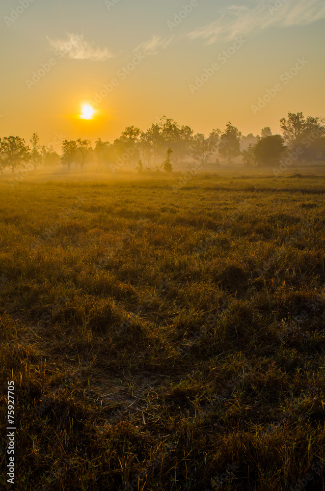 Sunrise on the field Thailand