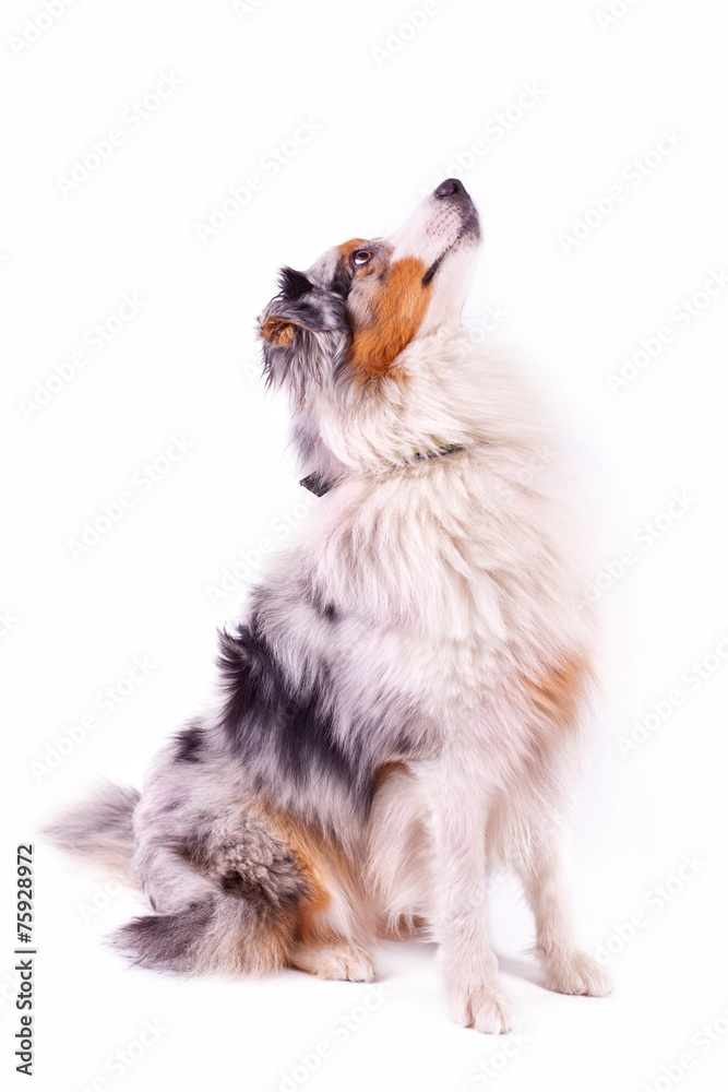 Obraz premium Australian Shepherd mit blue merle Färbung