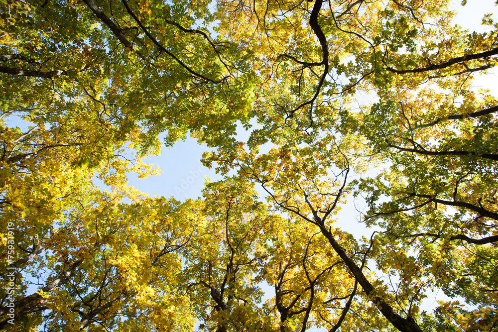 oaks oaks
