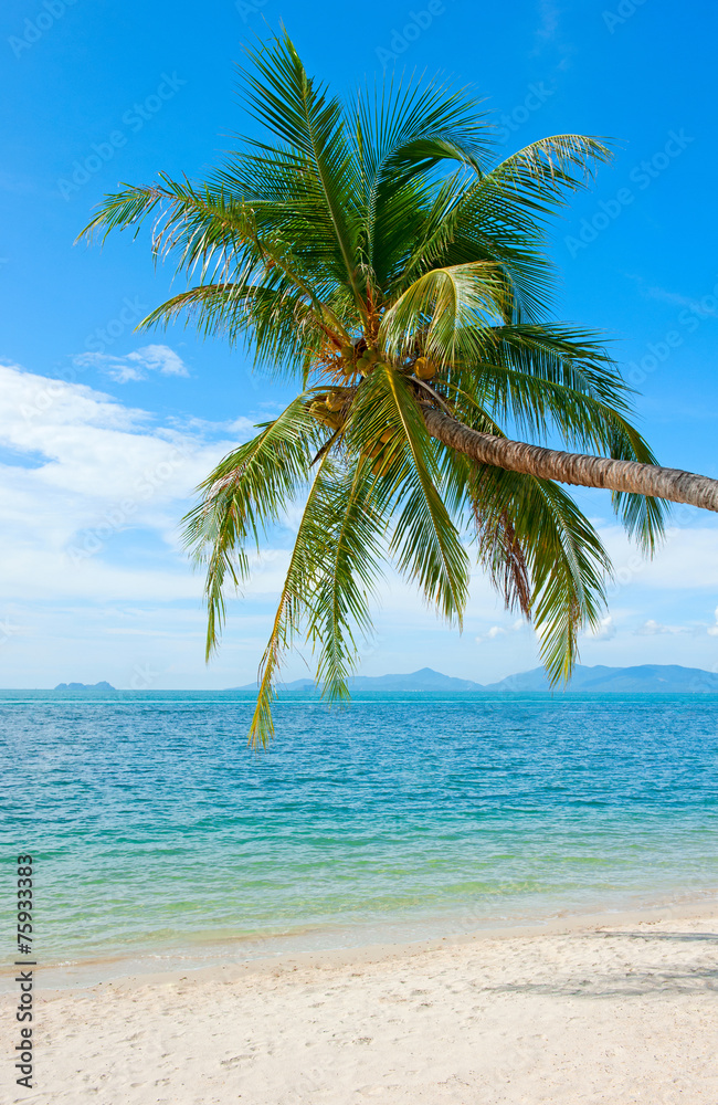 Coconut Palm tree on the sandy beach