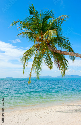 Fototapeta Naklejka Na Ścianę i Meble -  Coconut Palm tree on the sandy beach