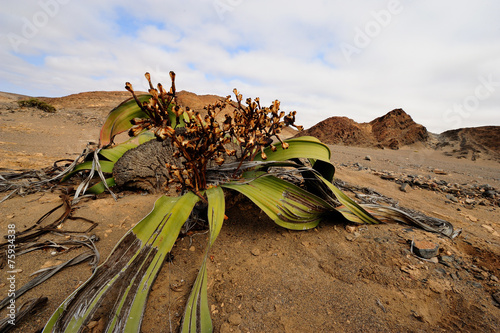 Welwitschia mirabilis