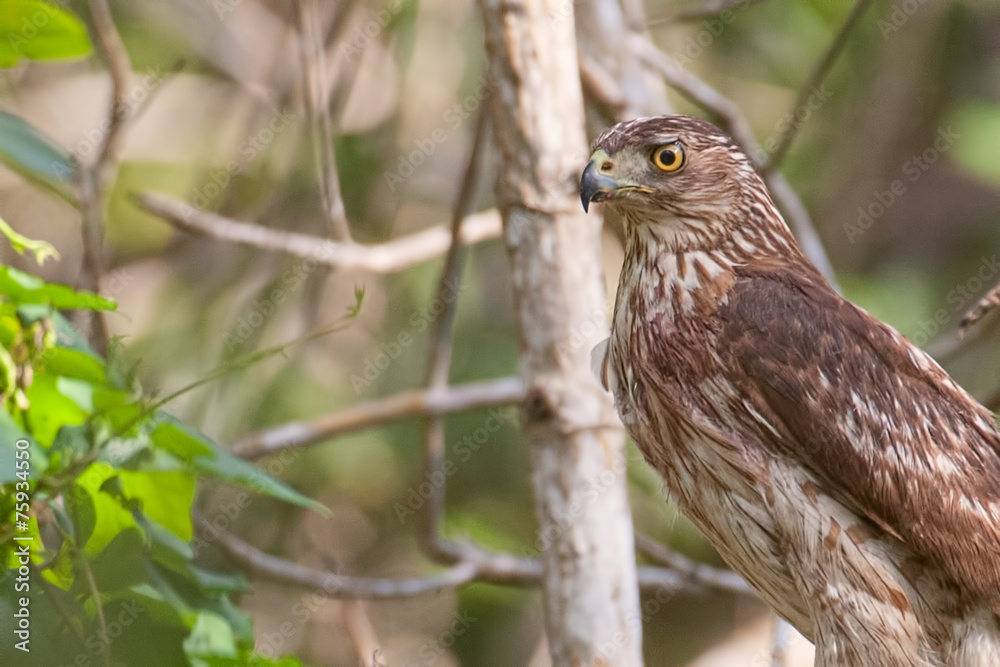 Coopers Hawk