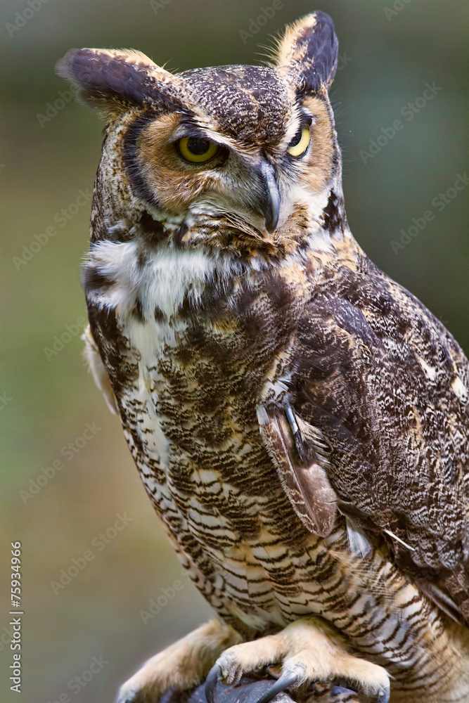 Naklejka premium Great Horned Owl