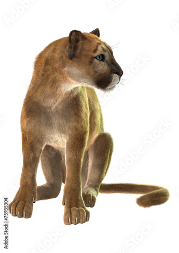 Fototapeta Naklejka Na Ścianę i Meble -  Puma