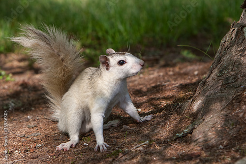 Brevard White Squirrel