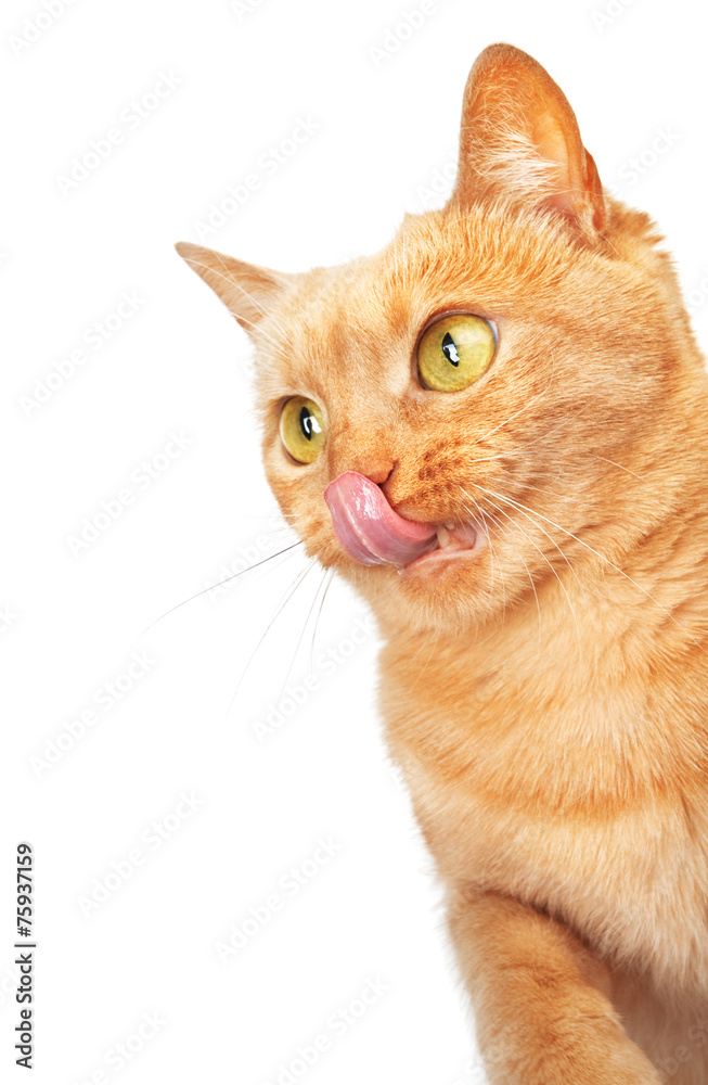 Cat licking its lips with copy space