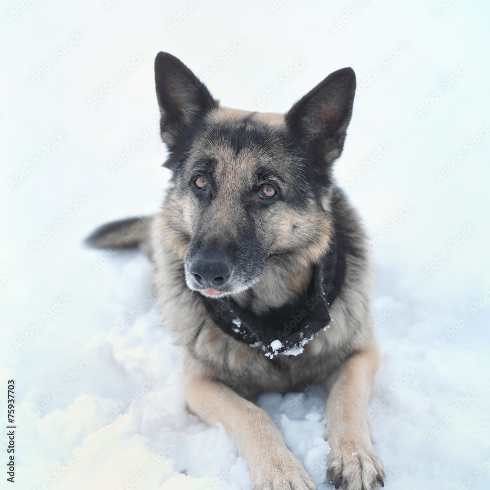 Naklejka premium Dog Looking Attentively