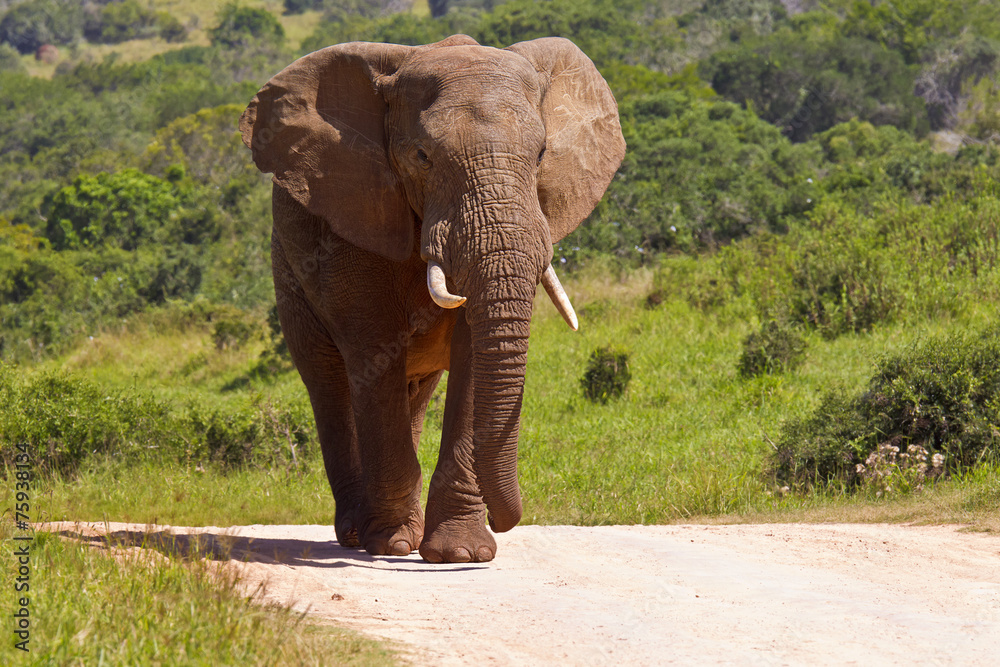 Obraz premium Large elephant on a gravel road