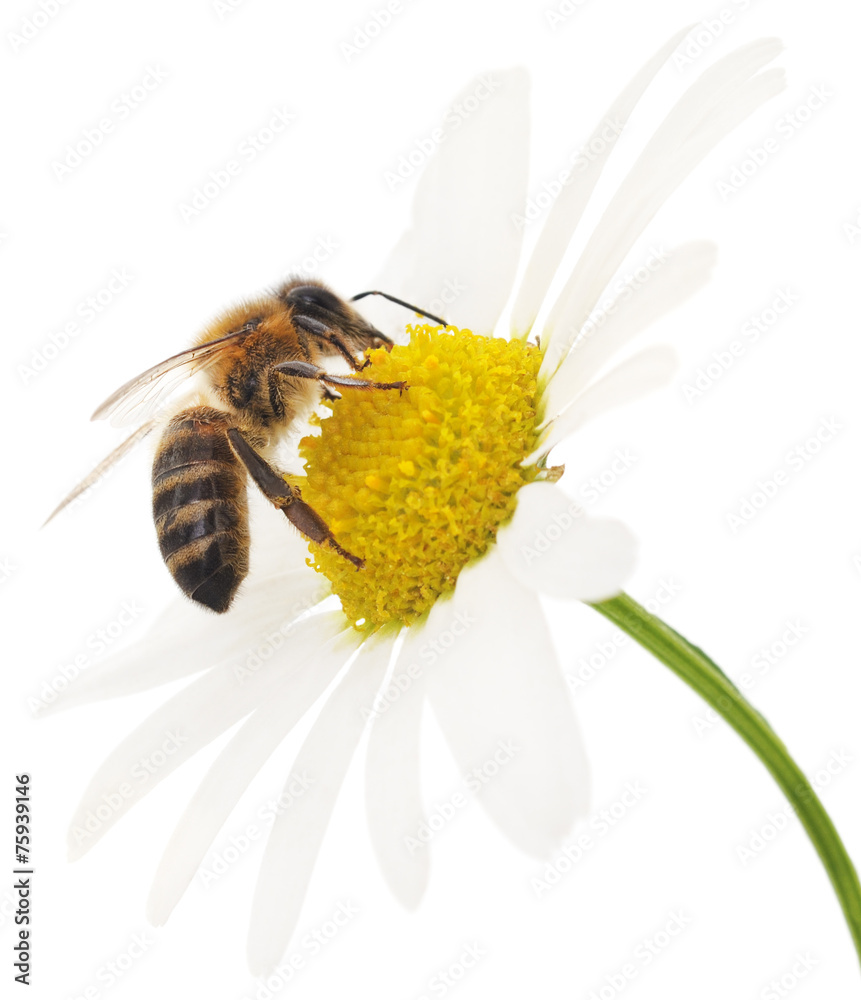 Honeybee and white flower - obrazy, fototapety, plakaty 