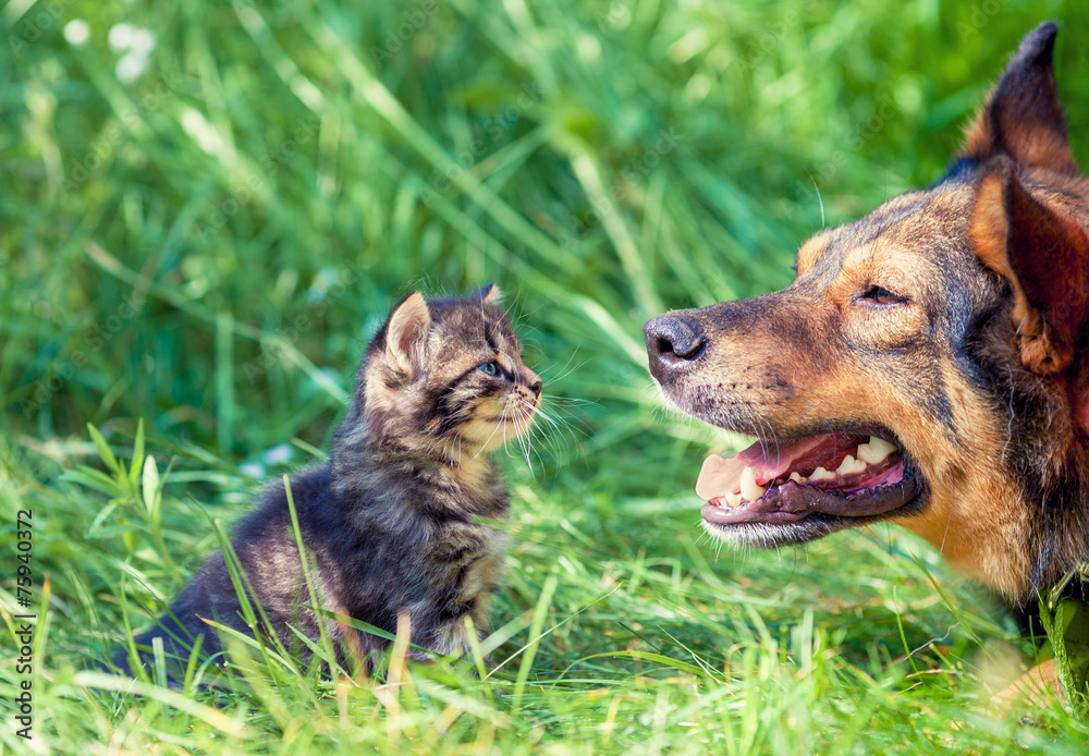 Big dog and little kitten stares at each other outdoor Big dog and little kitten stares at each other outdoor